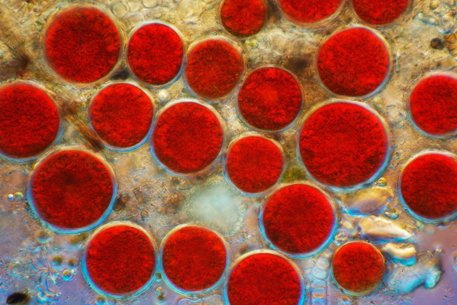 Microalgues Haematococcus pluvialis rouges vues au microscope.